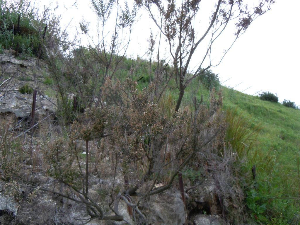 Erica arborea